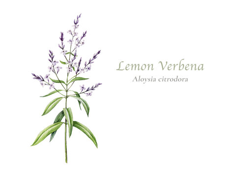 Lemon verbena Aloysia citrodora apothecary herb with flowers isolated. Hand painted medicinal plant watercolor illustration for herbal packaging, tea labels, natural skincare and botanical branding