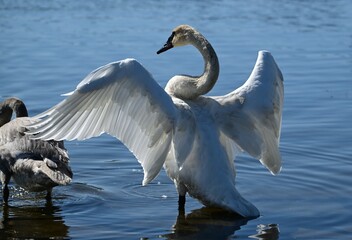 Beautiful Swan with Open Wings © Amanda Berger