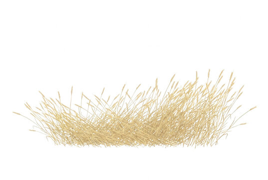 Tufo de grama seca isolado em fundo branco