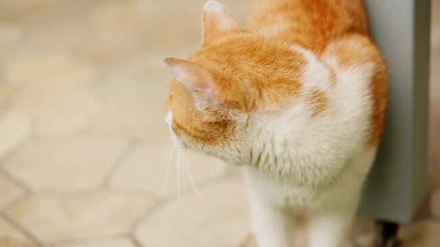 Close-up of cute ginger and white cat meowing with open mouth. Domestic pet behavior concept of animal communication, vocalization, and emotion background.