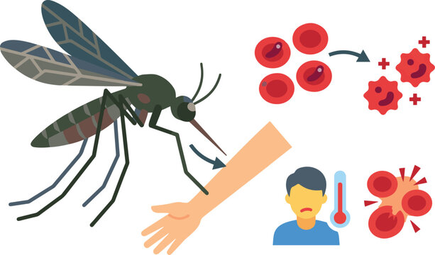 Flat vector illustration showing a mosquito biting a human arm, red blood cells being infected by parasites, and a sick man experiencing fever with a thermometer, representing mosquito-borne disease 
