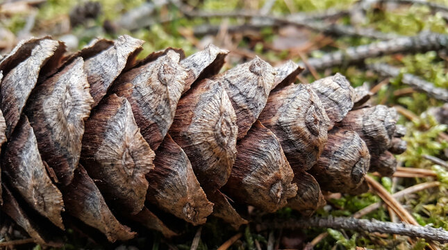 Dried Pine Cone Scales Woody Texture Close Up Forest Floor Ground