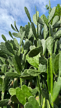 Opuntia cactus in the garden