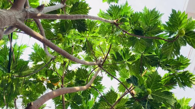 Low angle look up at tropical breadfruit tree horizontal video, artocarpus altilis or Vietnamese sake tree with green leaves and fruits in Nha Trang