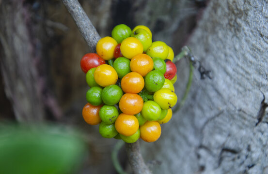 Beautiful colors of bamboo fruits in the forest