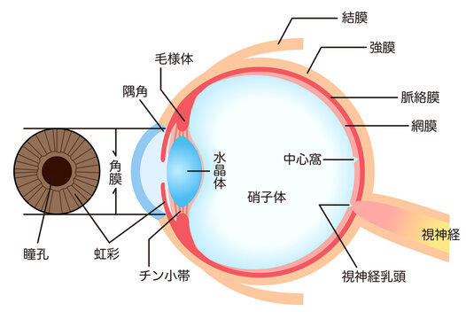眼のしくみ　目の構造　眼球断面図