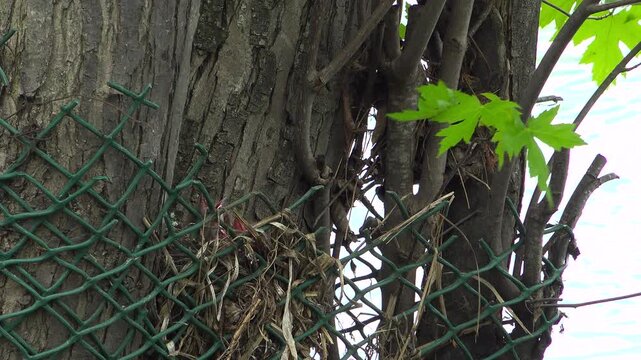 A cluster of hungry baby common grackle chicks stretch upward with their red beaks open wide, begging for food inside a tree nest.