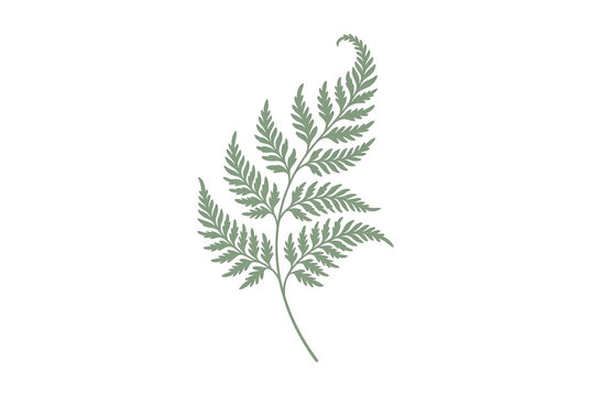 Ilustraci&oacute;n bot&aacute;nica de una hoja de helecho