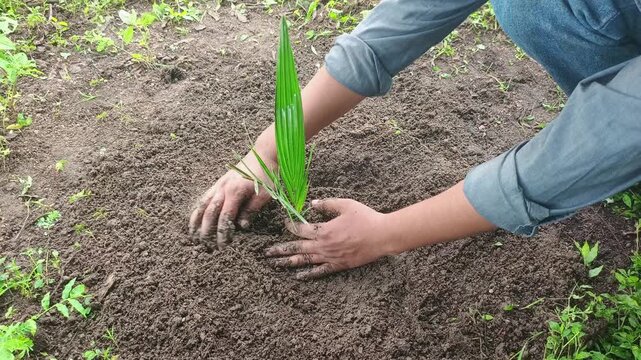 Person planting small green sapling in fertile soil with hands, tree plantation and environmental conservation concept