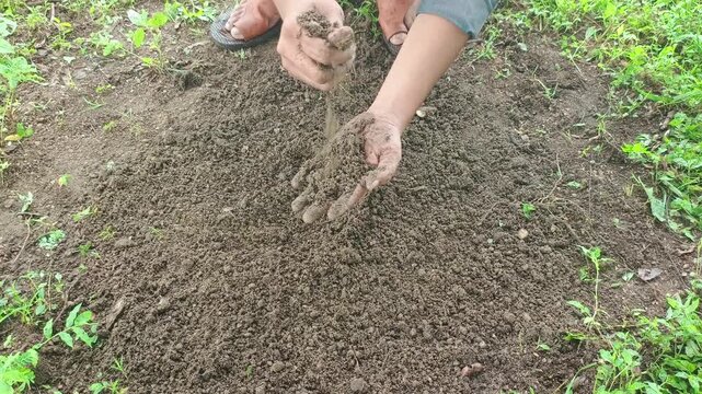 Farmer holding and examining fertile soil in hands, agriculture and soil quality testing concept