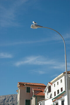 A single seagull sits on top of a modern street light post with terracotta roofed houses and a blue sky in the background.