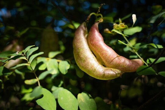 Pulses, Bladder Senna (Colutea arborescens), Willibaldsburg Bastion Garden, Eichst&auml;tt, Altm&uuml;hltal, Upper Bavaria, Bavaria, Germany