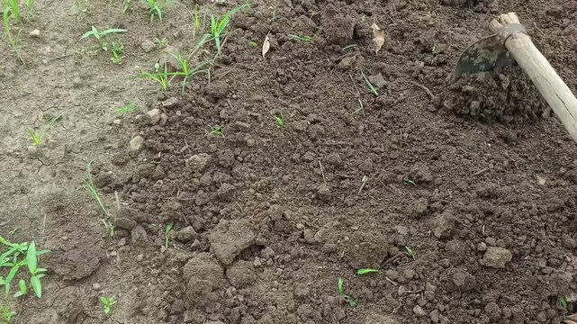 Farmer digging fertile soil with hoe tool in field for planting crop, agricultural land preparation concept