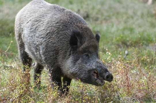 Artiodactyla, even-toed ungulate, cloven-hoofed, wild boar, wild boar, boar, boar, mammals, mammals