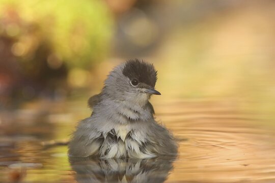 Blackcap male (Sylvia atricapilla) bathing in shallow water, front view, Hesse, Germany