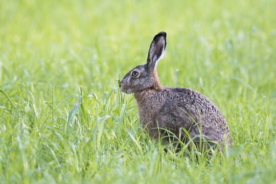 European hare (Lepus europaeus), Emsland, Lower Saxony, Germany