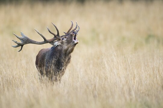 Tube transmitter red deer ( Cervus elaphus) in rut, Klamptenborg, Copenhagen, Denmark
