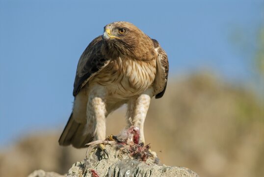 Accipitriformes, Booted Eagle, Hieraaetus Pennatus, Dwarf Eagle, Birds, Eagles, Extremadura, Raptors, Raptors, Spain, Birds