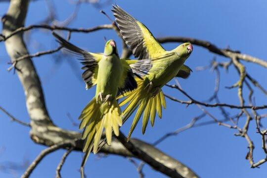 Two rose-ringed parakeet (Psittacula krameri) in flight, wildlife, Germany
