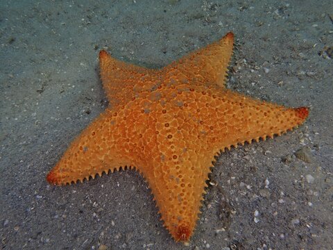 Orange sea star, Red cushion sea star (Oreaster reticulatus), on sandy bottom in the sea, dive site Blue Heron Bridge, Phil Foster Park, Riviera Beach, Florida, USA