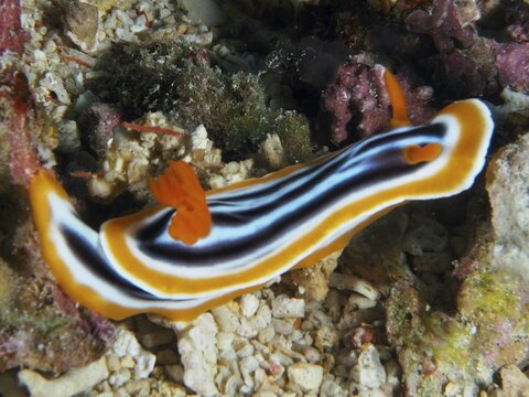 Orange-black-striped Magnificent Star Snail (Chromodoris magnifica), moving over corals and sand, dive site SD, Nusa Ceningan, Nusa Penida, Bali, Indonesia