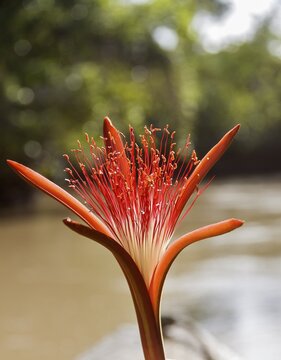 Water chestnut (Pachira acuatica), red flower, Orinoco Delta, Venezuela