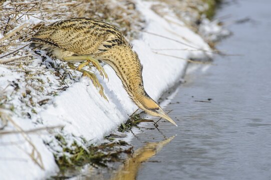 Eurasian bittern (Botaurus stellaris) foraging Winter, Lake D&uuml;mmer, Lembruch, Lower Saxony, Germany