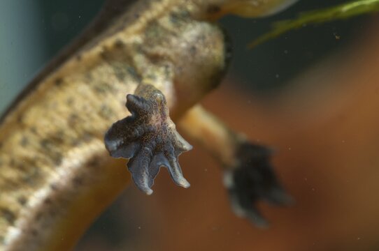 Threaded newt, Lissotriton helveticus, palmate newt, Triturus helveticus, amphibians, amphibians, caudata, foot, amphibians, foot, amphibians, male, newt, tail amphibians, webbed, water newt