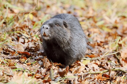 Nutria or swamp beaver (Myocastor coypus) on the shore, North Rhine-Westphalia, Germany, neozoon in Europe