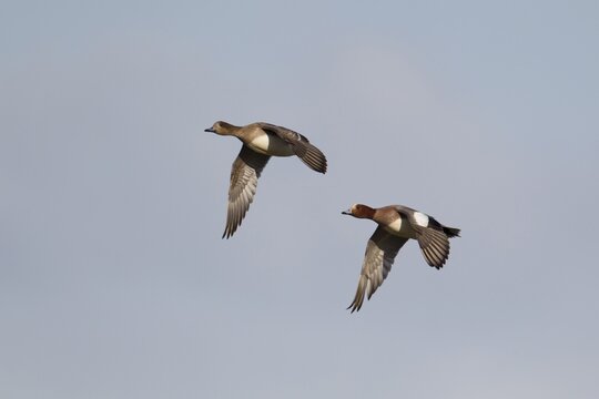 Eurasian wigeon duck (Mareca penelope) adult male and female ducks bird in flight, Norfolk, England, United Kingdom