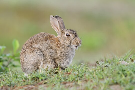 Wild rabbit (Oryctolagus cuniculus), North Rhine-Westphalia, Germany
