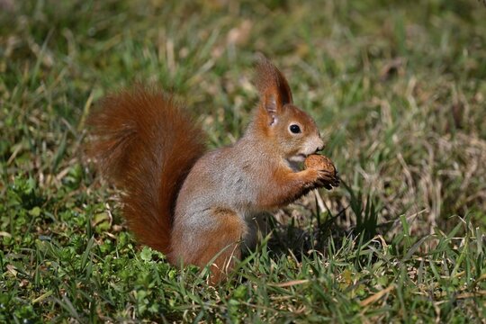 Eurasian red squirrel (Sciurus vulgaris), in meadow with walnut, Stuttgart, Baden-W&uuml;rttemberg, Germany