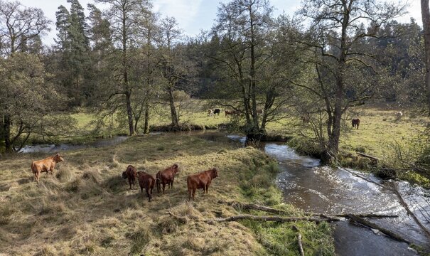Artiodactyla, Bavaria, Bos Taurus sspec.5, cattle, even-toed ungulate, H&ouml;henvieh, Upper Palatinate, cloven-hoofed, Rotes H&ouml;henvieh, Tirschenreuth, Waldnaab, Waldnaabaue, wild willows Waldnaabaue, aerial view, domesticated animals, pet, aerial view, mammals, cattle, mammals