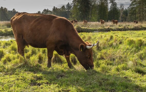 Artiodactyla, Bavaria, Bos Taurus sspec.5, cattle, even-toed ungulate, high-altitude cattle, Upper Palatinate, cloven-hoofed cattle, Tirschenreuth, Waldnaab, Waldnaabaue, wild willows Waldnaabaue, domesticated animals, extensive grazing, feeding marks, pet, mammals, cattle, mammals, bite