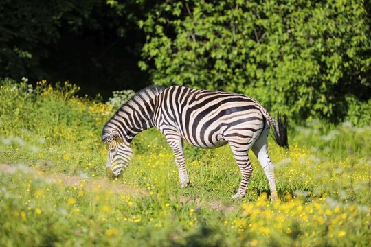 A Chapman's zebra (Equus quagga chapmani) grazing on a yellow flowering meadow. South East Africa