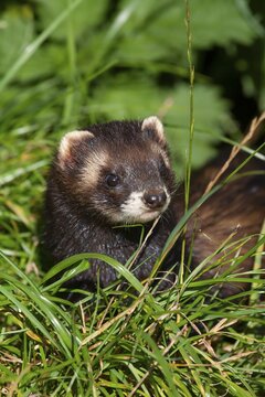 European polecat (Mustela putorius) adult animal in grassland, United Kingdom