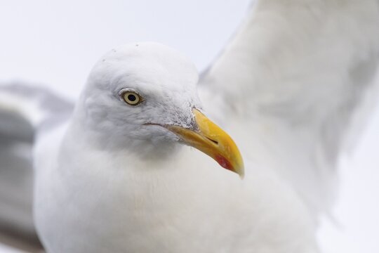 European herring gull (Larus argentatus), portrait, in flight, eye, beak, Lauvsnes, North Trondelag, Norway