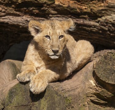 Asiatic Lion (Panthera leo persica), young lying on a tree trunk and looking attentively, occurring in India, captive