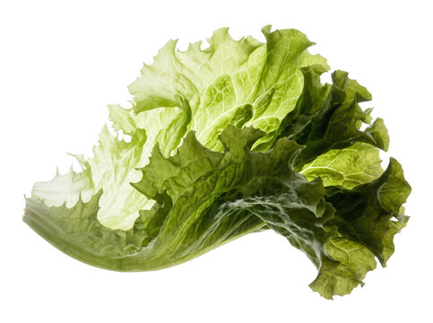 Hoja de lechuga verde fresca