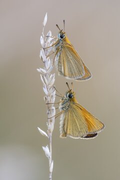 Large skipper (Ochlodes sylvanus), Ahlhorn, Lower Saxony, Germany