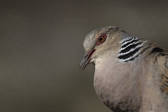 European turtle dove (Streptopelia turtur) adult bird calling, England, United Kingdom