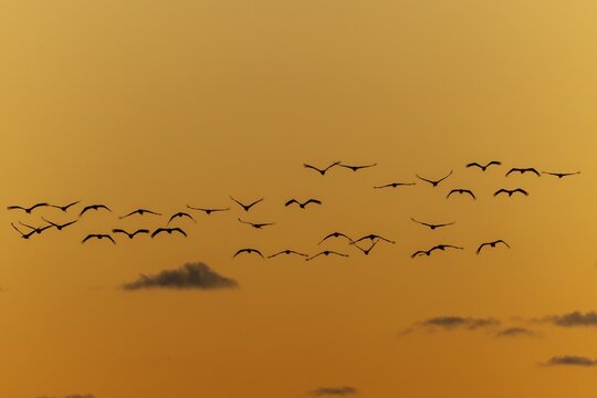 Birds hovering over an orange-coloured sky in harmonious formation, Crane (Grus grus) wildlife, Western Pomerania Lagoon National Park, Zingst, Mecklenburg-Western Pomerania, Germany