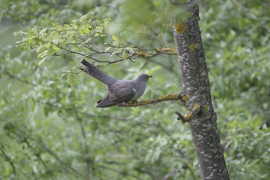 Cuckoo (Cuculus canorus) on young oak (Quercus), Allg&auml;u, Bavaria, Germany