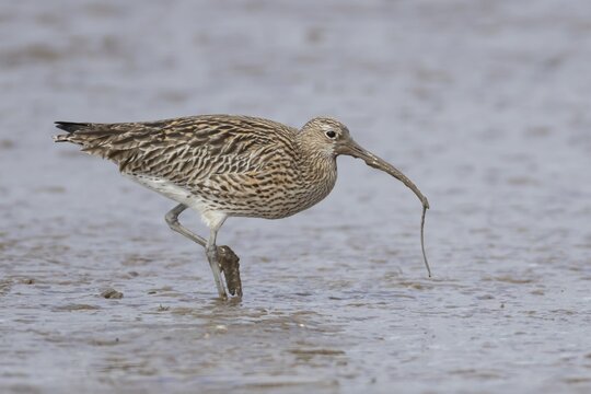 Eurasian curlew (Numenius arquata) adult wading bird with a lugworm for food in its beak on a mudflat, England, United Kingdom