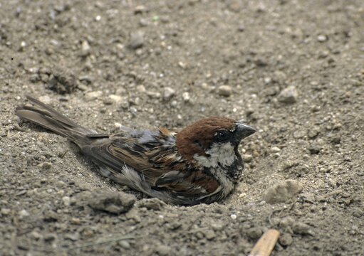 Italian sparrow, Passer italiae, Spanish sparrow, bath, birds, male, passeri, sand bath, songbirds, sparrows, birds