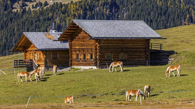 Alpine huts and grazing Haflinger horses (Equus ferus caballus) on the Alpe di Siusi, Val Gardena, Dolomites, South Tyrol, Italy