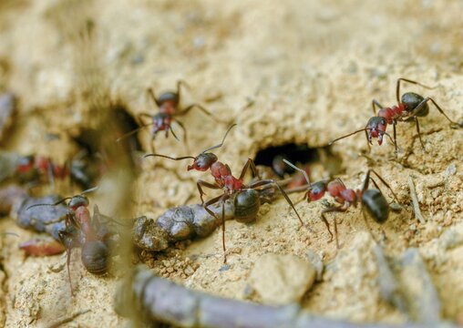 Ants, ant, blood-red ant, blood-red predatory ant, Formica sanguinea, formicidae, hymenoptera, predatory ant, insects, insects