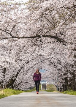 Woman on a path, avenue under cherry blossoms, Japanese cherry blossom in spring, Nagano, Japan