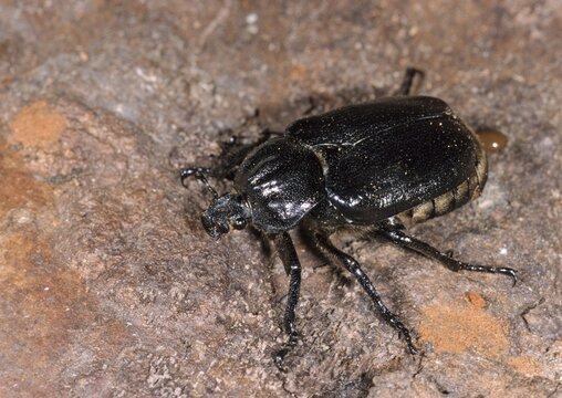 Hermit, Hermit Beetle, Juchten Beetle, Osmoderma Eremita, Beetle, Coleoptera, FFH, Insects, Beetles
