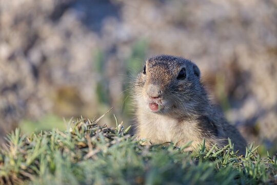 A fully grown ground squirrel (Spermophilus citellus) sits in a green meadow on a sunny day, eating and intently observing its surroundings. Austria